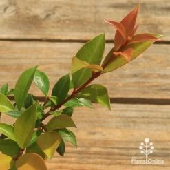 Syzygium Bush Christmas - Lilly Pilly 24 Syzygium Bush Christmas - Lilly Pilly -Felco Shop apo bush christmas tubestock colour