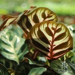 Calathea Makoyana - Peacock Plant