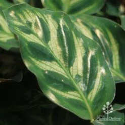 Calathea Makoyana - Peacock Plant -Felco Shop apo calathea makoyana leaf gold