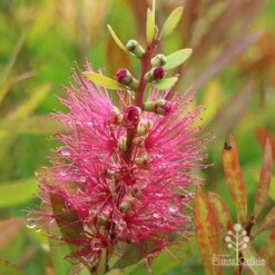 Callistemon Candy Burst -Felco Shop apo callistemon candy burst autumn