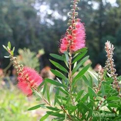 Callistemon Candy Burst -Felco Shop apo callistemon candy burst bush backlit