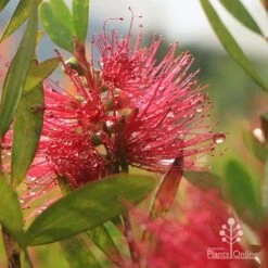 Callistemon Candy Burst -Felco Shop apo callistemon candy burst dewdrop