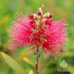 Callistemon Candy Burst -Felco Shop apo callistemon candy burst flower