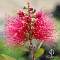 Callistemon Candy Burst -Felco Shop apo callistemon candy burst flower2