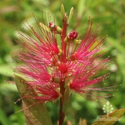 Callistemon Candy Burst -Felco Shop apo callistemon candy burst flower 1