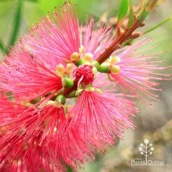 Callistemon Candy Burst -Felco Shop apo callistemon candy burst flowerbud close