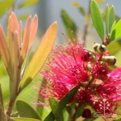 Callistemon Fluro Burst -Felco Shop apo callistemon fluro burst flower leaf
