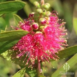 Callistemon Fluro Burst -Felco Shop apo callistemon fluro burst ozbreed