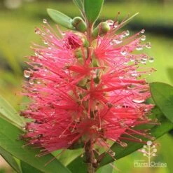 Callistemon Fluro Burst -Felco Shop apo callistemon fluro burst rain