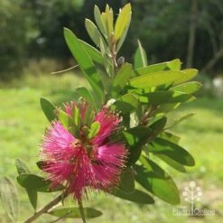 Callistemon Fluro Burst -Felco Shop apo callistemon fluroburst flower leaf
