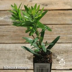 Callistemon Macarthur -Felco Shop apo callistemon macarthur tubestock top