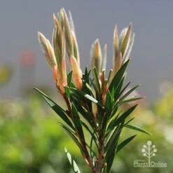 Callistemon Summer Days™ 10 Callistemon Summer Days™ -Felco Shop apo callistemon summer days new leaves