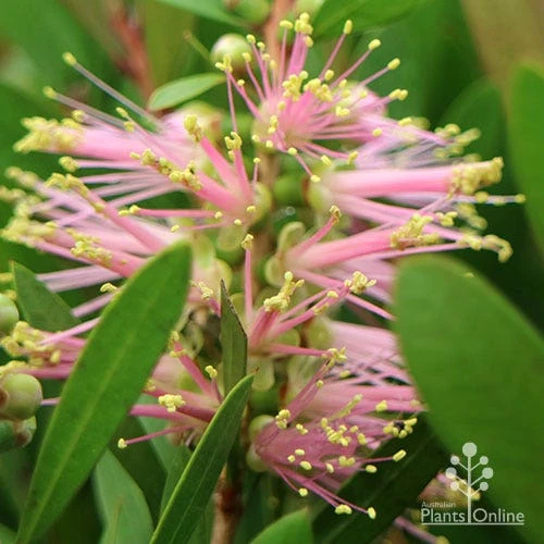 Callistemon Sweet Burst 13 Callistemon Sweet Burst - Image 13