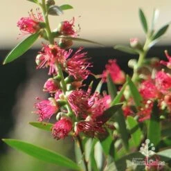 Callistemon Taree Pink -Felco Shop apo callistemon taree pink close