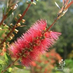 Callistemon Candy Burst -Felco Shop apo candy burst callistemon flower perfect