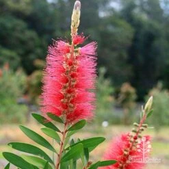 Callistemon Candy Burst -Felco Shop apo candy burst callsitemon bush flower