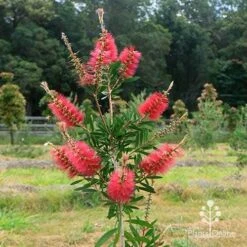 Callistemon Candy Burst -Felco Shop apo candy burst callsitemon bush winter
