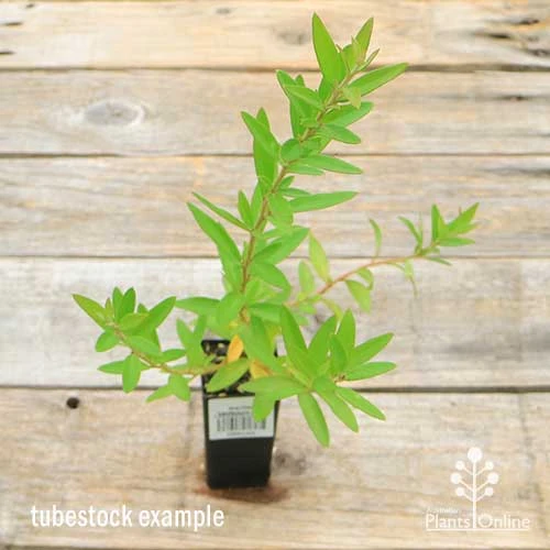 Grevillea Canterbury Gold 2 Grevillea Canterbury Gold - Image 2