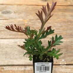 Grevillea Carpet Layer -Felco Shop apo carpet layer grevillea tubestock