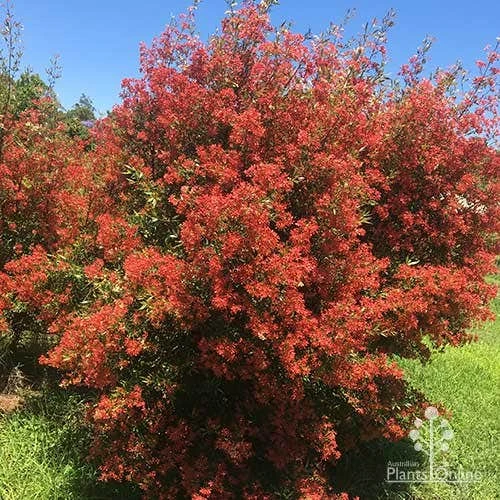 Ceratopetalum Alberys Red - Christmas Bush 1 Ceratopetalum Alberys Red - Christmas Bush