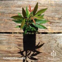 Ceratopetalum Shiraz - Christmas Bush 15 Ceratopetalum Shiraz - Christmas Bush -Felco Shop apo ceratopetalum tubestock top