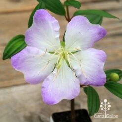 Tibouchina Chameleon 15 Tibouchina Chameleon -Felco Shop apo chameleon flower open