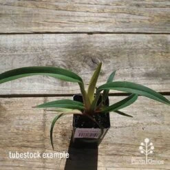 Dianella Cherry Red -Felco Shop apo cherry red tubestock top