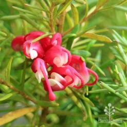 Grevillea Cherry Ripe 13 Grevillea Cherry Ripe -Felco Shop apo cherry ripe flower