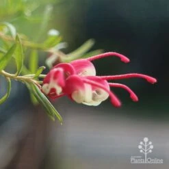 Grevillea Cherry Ripe 11 Grevillea Cherry Ripe -Felco Shop apo cherry ripe flower open