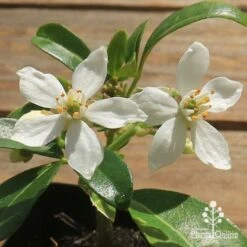 Choisya - Mexican Orange Blossom 14 Choisya - Mexican Orange Blossom -Felco Shop apo choisya flowers up close