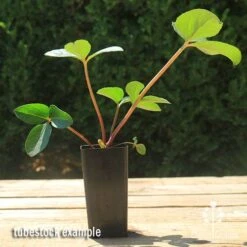 Hellebore Cinnamon Snow - Winter Rose -Felco Shop apo cinnamon snow hellebore tubestock