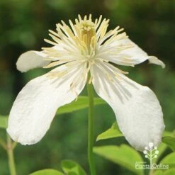 Clematis Montana Alba -Felco Shop apo clematis alba flower closeup