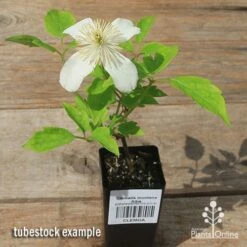 Clematis Montana Alba -Felco Shop apo clematis alba tubestock flowering