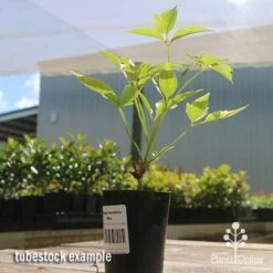 Clematis Montana Alba -Felco Shop apo clematis white tubestock