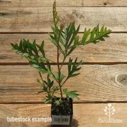 Grevillea Coconut Ice -Felco Shop apo coconut ice tubestock