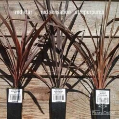 Cordyline Australis Red Sensation 14 Cordyline Australis Red Sensation -Felco Shop apo cordyline australis comparison 2 1