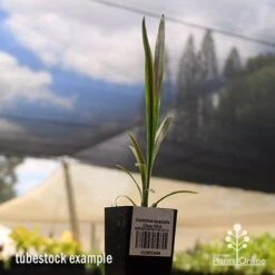 Cordyline Australis Choc Mint 6 Cordyline Australis Choc Mint -Felco Shop apo cordyline choc mint tubestock