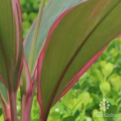 Cordyline Fruticosa Pink Diamond -Felco Shop apo cordyline pink diamond under leaf