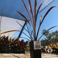 Cordyline Australis Red Sensation 15 Cordyline Australis Red Sensation -Felco Shop apo cordyline red sensation tubestock nursery