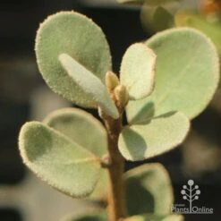 Correa Alba -Felco Shop apo correa alba foliage