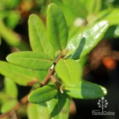 Correa Dinner Bells -Felco Shop apo correa dinner bells foliage