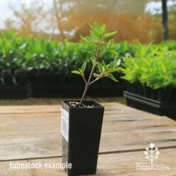 Correa Dusky Bells -Felco Shop apo correa dusky bells