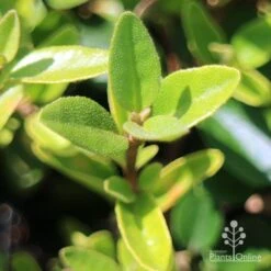 Correa Dusky Bells -Felco Shop apo correa dusky bells foliage