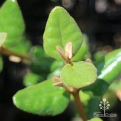 Correa Marian's Marvel -Felco Shop apo correa marians marvel foliage