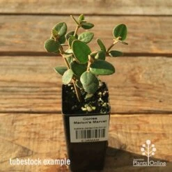 Correa Marian's Marvel -Felco Shop apo correa marians marvel tubestock