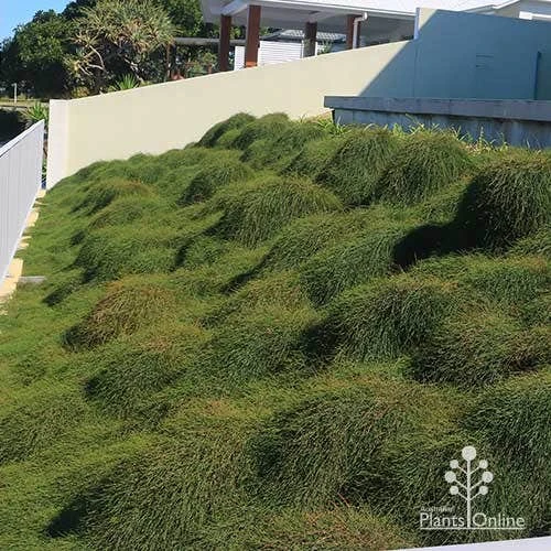 Casuarina Cousin It 2 Casuarina Cousin It - Image 2