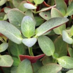 Crassula Purple Dragon - Fairy Crassula 13 Crassula Purple Dragon - Fairy Crassula -Felco Shop apo crassula purple dragon green