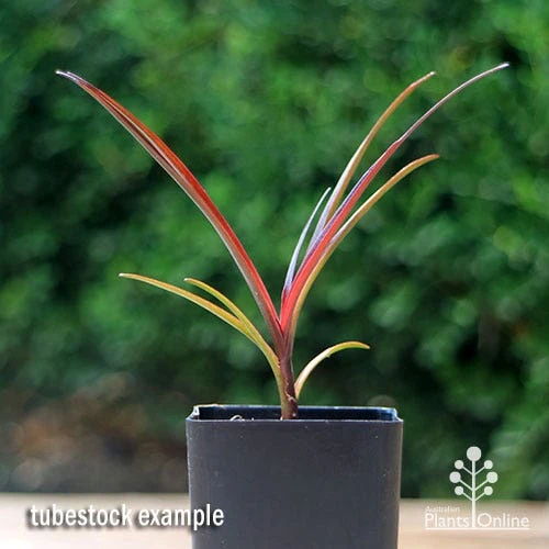 Crinum Wine Time - Swamp Lily 3 Crinum Wine Time - Swamp Lily - Image 3