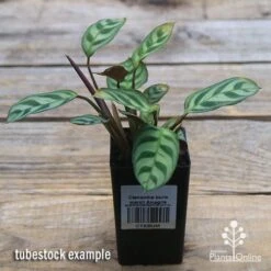 Ctenanthe Burle Marxii