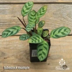 Ctenanthe Burle Marxii -Felco Shop apo ctenanthe burle marx tubestock top